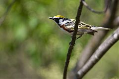 Chestnut-sided Warbler