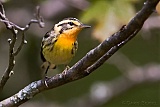 Blackburnian Warbler (female)