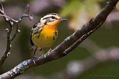 Blackburnian Warbler