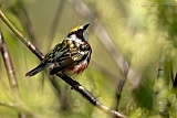 Chestnut-sided Warbler (male)