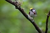 Chestnut-sided Warblerborder=