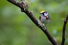 Chestnut-sided Warbler