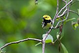 Black-throated Green Warbler