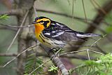 Blackburnian Warbler