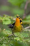 Blackburnian Warbler