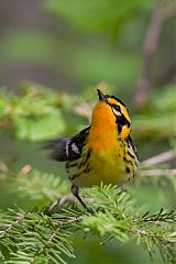 Blackburnian Warbler