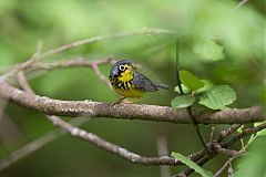 Canada Warbler