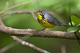 Canada Warbler