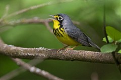 Canada Warbler