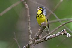 Canada Warbler