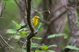 Pine Warbler