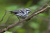 Black-and-white Warbler