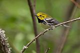 Black-throated Green Warbler