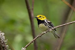 Black-throated Green Warbler