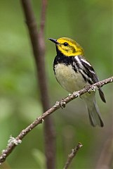 Black-throated Green Warbler