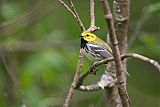 Black-throated Green Warbler