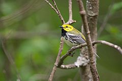 Black-throated Green Warbler