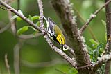 Black-throated Green Warbler