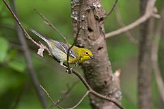 Pine Warbler