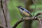 Red-breasted Nuthatchborder=