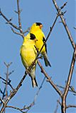 American Goldfinch