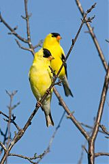 American Goldfinch