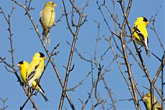 American Goldfinch