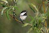 Black-capped Chickadee