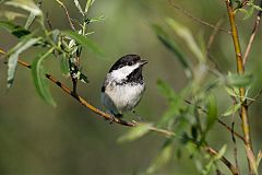 Black-capped Chickadee