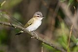 Red-eyed Vireo