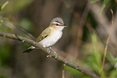 Red-eyed Vireo