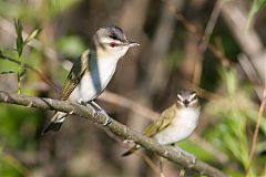 Red-eyed Vireo