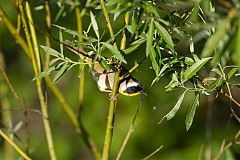 Common Yellowthroat