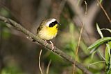 Common Yellowthroatborder=