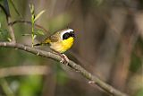 Common Yellowthroatborder=