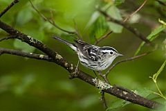 Black-and-white Warbler