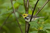 Black-throated Green Warbler