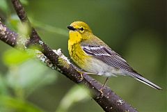 Pine Warbler