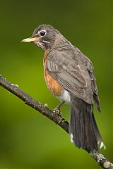 American Robin