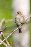 Indigo Bunting