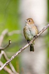 Indigo Bunting