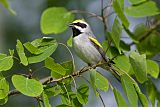 Golden-winged Warbler