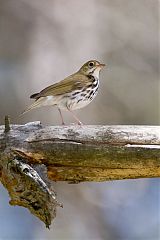 Ovenbird