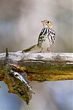 Ovenbird