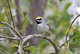 Golden-winged Warbler