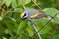 Golden-winged Warbler