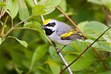 Golden-winged Warbler