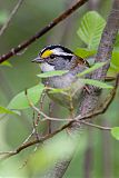 White-throated Sparrow