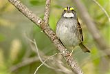 White-throated Sparrowborder=