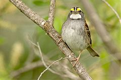 White-throated Sparrow